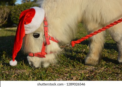 Christmas Pets. Falabella Miniature Horse Wearing A Cute Santa Hat