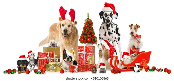 Christmas pets isolated on white background