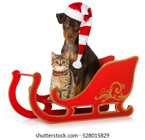 Christmas pets with sledge