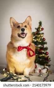 Christmas Photoshoot With A Doggy