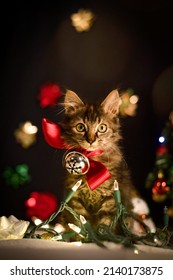 Christmas Photoshoot With A Little Cat