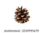 christmas pine cone isolated on white