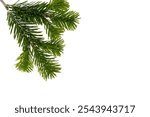 Christmas pine tree twig isolated on white, Xmas green fir spruce branch top view