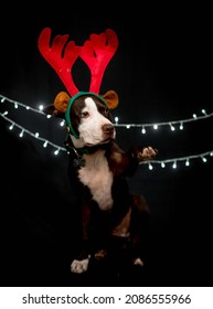 Christmas Pitbull In Black Background