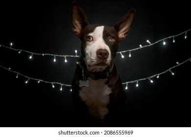 Christmas Pitbull In Black Background