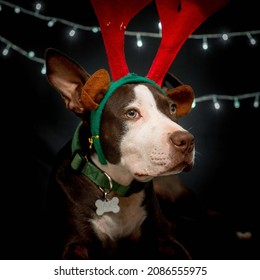 Christmas Pitbull In Black Background