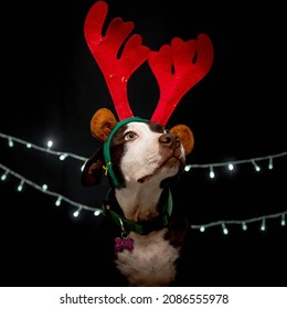 Christmas Pitbull In Black Background