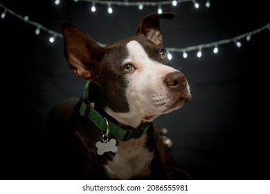 Christmas Pitbull In Black Background