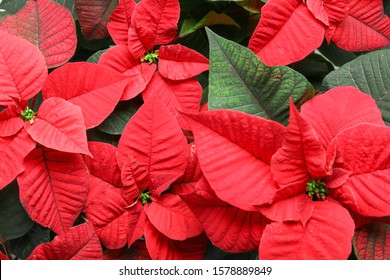 Christmas Plant Poinsettia As Background