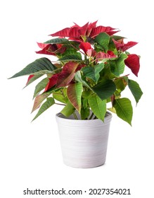 Christmas Plant Poinsettia On White Background