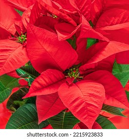 Christmas  Poinsettia Background. Patterm. Xmas Symbol Poinsetta As A Gift