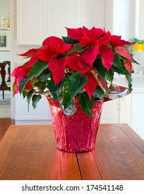 Christmas Poinsettia Centerpiece In Modern Home