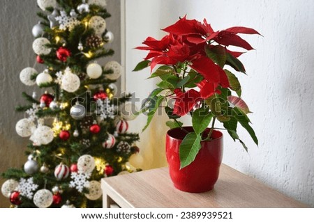 Christmas Poinsettia flower in flower pot, Christmas tree in background
