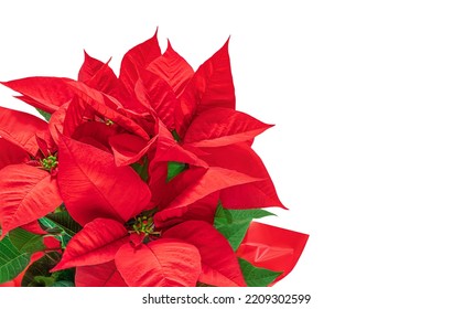 Christmas  Poinsettia  Isolated On White Background. Xmas Symbol Poinsetta As A Gift