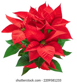 Christmas  Poinsettia  Isolated On White Background. Xmas Symbol Poinsetta As A Gift