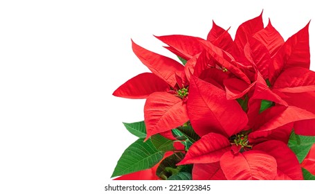 Christmas  Poinsettia  Isolated On White Background. Xmas Symbol Poinsetta As A Gift