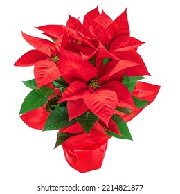 Christmas  Poinsettia In A Red Flower Pot Isolated On White Background. Xmas Symbol Poinsetta As A Gift