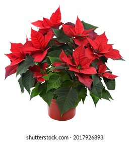 Christmas Poinsettia Shrub With Red Flowers In A Pot Isolated On White