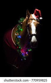 Christmas portrait of horse (pony)