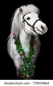 Christmas Portrait Of Horse (pony)