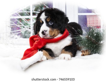 340 Christmas Puppies Bernese Mountain Dog Images, Stock Photos ...