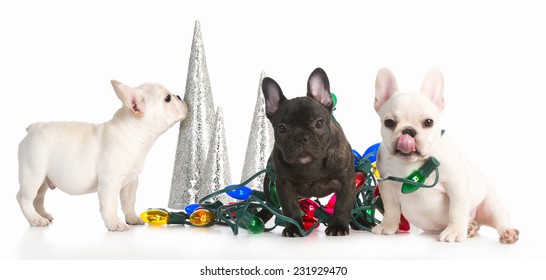 christmas puppies - three french bulldog puppies tangled up in colorful christmas lights on white background