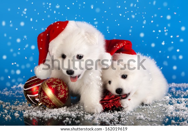 christmas pomeranian puppies coloring pages