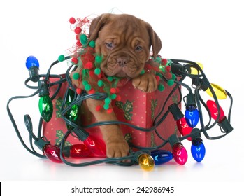 christmas puppy - dogue de bordeaux puppy in a christmas present tangled up in colorful christmas lights on white background