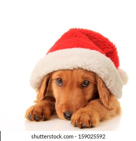 Christmas Puppy Wearing A Santa Hat. 