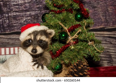 Christmas Raccoon