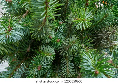 Christmas Real Fir Tree Leaves Macro Close Up Detail