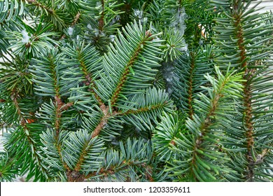 Christmas Real Fir Tree Leaves Macro Close Up Detail