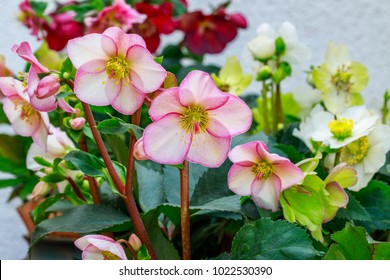 Christmas Rose Helleborus Flower In Garden, Close Up, Macro.  Helleborus Snow Roses Gold Collection Or Helleborus Glandorfensis. Winter-flowering Plant For Use In Pots And Planters