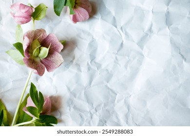 Christmas roses placed on crinkled white paper. - Powered by Shutterstock