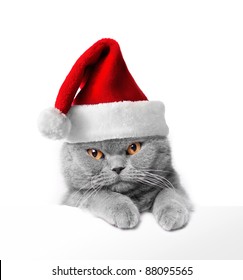 Christmas Santa Cat