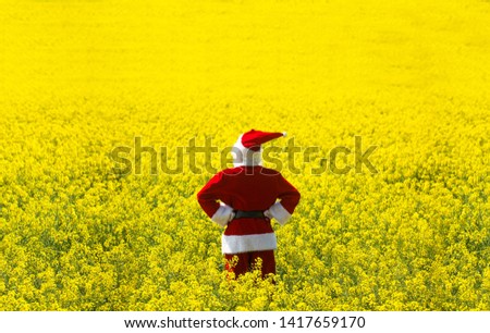 Christmas Santa Claus  in blooming yellow field. Spring vacation concept.