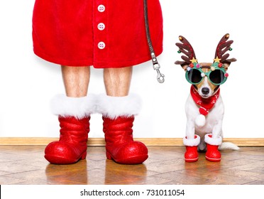 christmas  santa claus  jack russell dog isolated on white background with reindeer  hat and red boots for the holidays waiting and sitting to go for a walk with leash