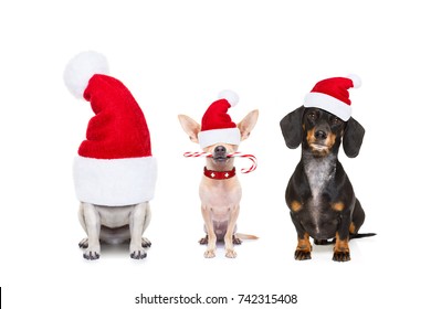 Christmas  Santa Claus Row Of Dogs Isolated On White Background,  With   Funny  Red Holidays Hat  And Candy Stick