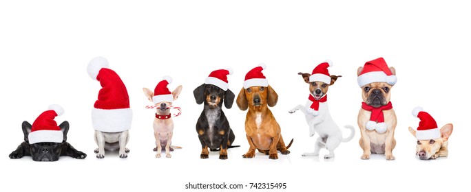 christmas  santa claus row of dogs isolated on white background,  with   funny  red holidays hat
