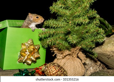 Christmas Squirrel