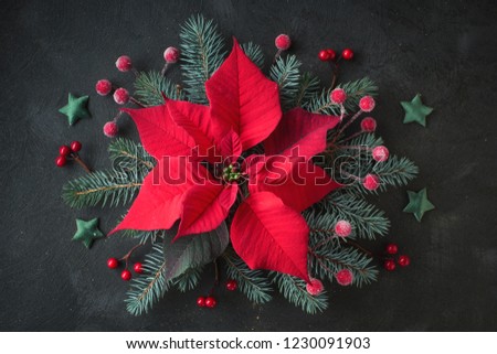 Christmas star flower, or poinsettia, and decorated fir tree twigs, flat lay on dark background
