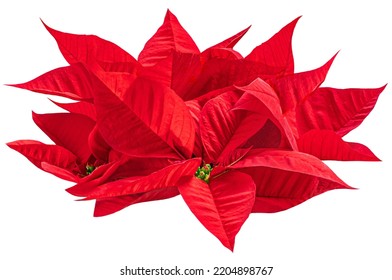 Christmas Star Flower Poinsettia Isolated On White Background. Xmas Symbol Poinsetta
