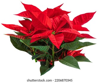 Christmas Star Flower Poinsettia Isolated On White Background. Xmas Symbol Poinsetta
