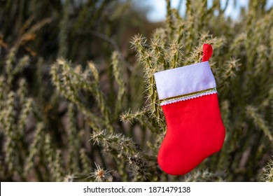 Christmas Stocking Hanging In The Desert With Cholla And Saguaro Cactus