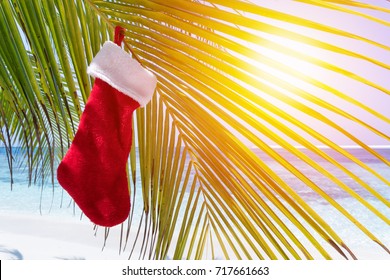 Christmas Stocking Hanging On Coconut Palm Tree Leaf At Tropical Sandy Beach. New Year Celebration On Seashore.