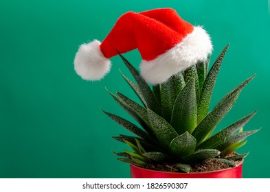 Christmas Succulent With Santa Hat On Green Background, Space For Text