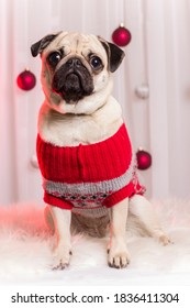 Christmas Theme Photoshoot With An Adorable Pug.