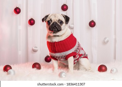 Christmas Theme Photoshoot With An Adorable Pug.