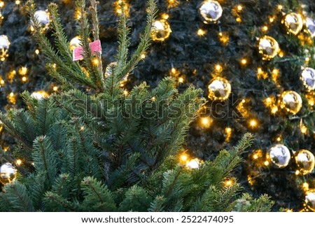 Similar – Image, Stock Photo Buy a Christmas tree Child