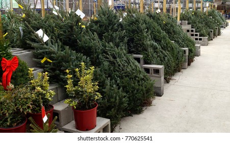 Christmas Tree Lot